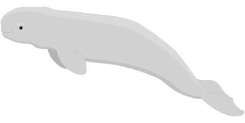 beluga-whale-whale-aquatic-creature-5614827