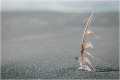 beach-feather-upright-stand-sand-4325620