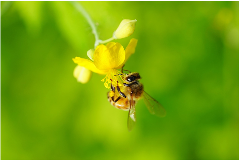 flower-nature-bee-green-summer-4324004