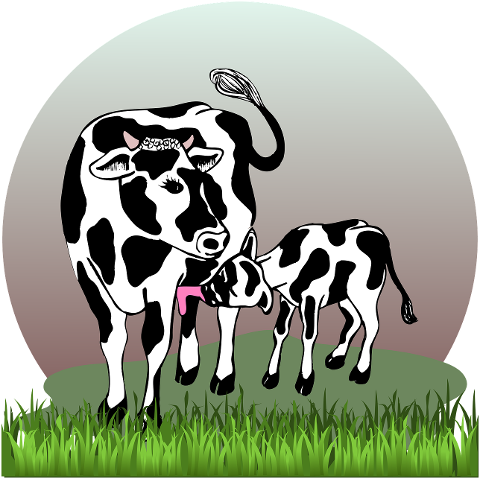 cow-with-calf-cow-calf-cattle-farm-4462629