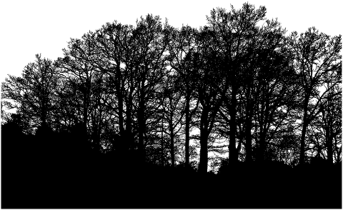 forest-trees-silhouette-tree-4143244