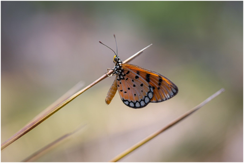 plain-tiger-danaus-chrysippus-4877454