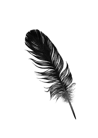 black-feather-mysterious-nature-4567519
