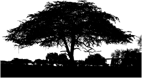 forest-trees-silhouette-africa-5165071