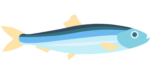 fish-sea-scales-fins-food-sardine-5476173
