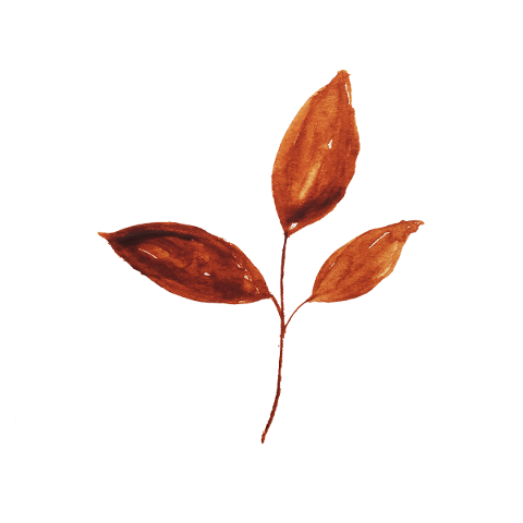 leaves-branch-watercolor-twig-5835567