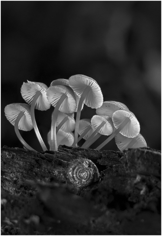 mushroom-small-mushroom-snail-4626890