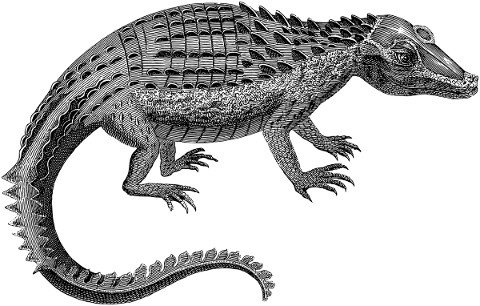 crocodile-alligator-line-art-5689560