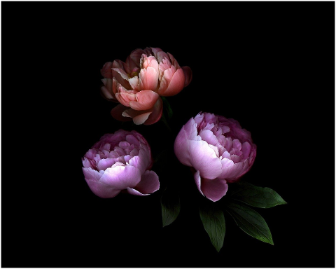 roses-flowers-nature-spring-flower-5086435