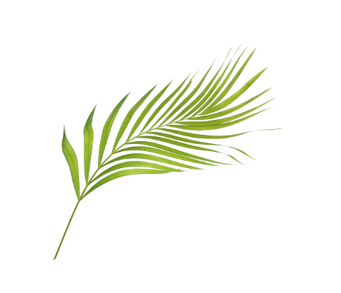 palm-leaf-leaves-green-tropical-4284595