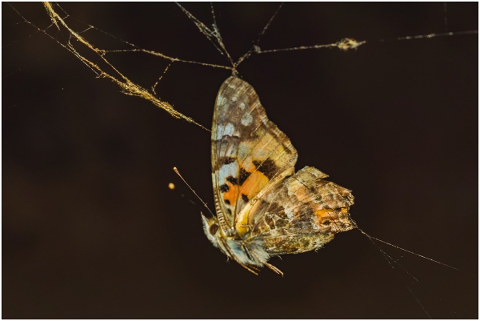 butterfly-trapped-insect-spider-net-5180631