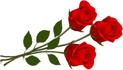 roses-flowers-plant-red-roses-5816035