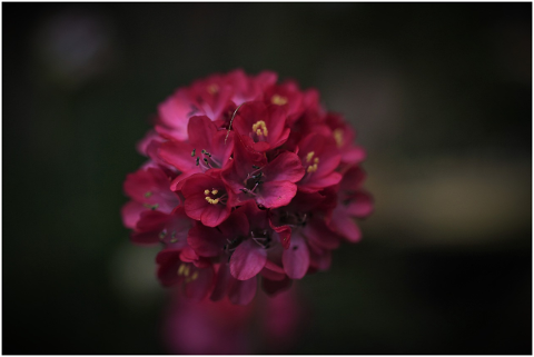 beach-grass-elke-flowering-pink-red-5210944