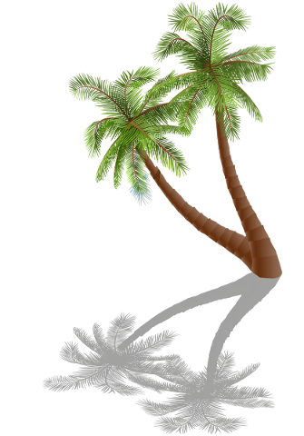 palm-trees-shadow-beach-tree-4997591