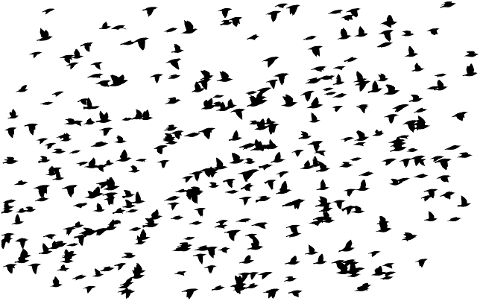 birds-flock-silhouette-animals-4514867
