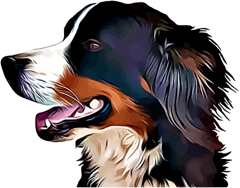 bernese-mountain-dog-animal-pet-4362937