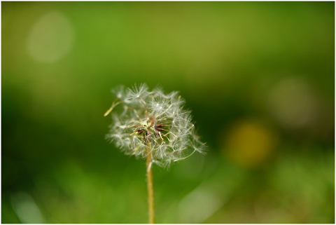 dandelion-seeds-spring-nature-5079110