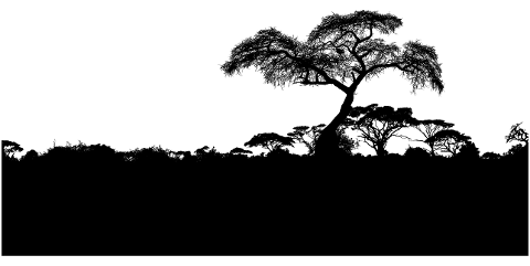 africa-forest-silhouette-trees-4062355