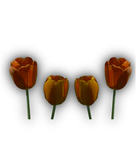 tulips-png-image-transparent-5027633