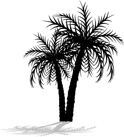 palm-tree-silhouette-palm-tree-4900839