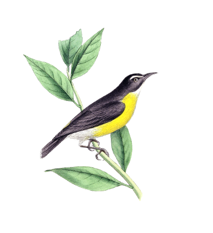 bird-vintage-painting-art-animal-4489182