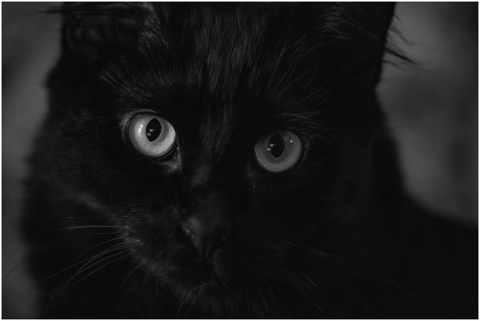 black-cat-eye-long-hair-cat-black-5097459