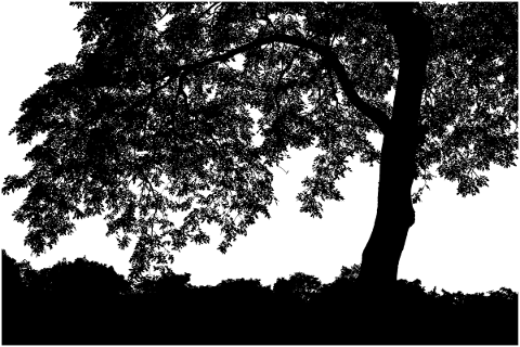 tree-landscape-silhouette-plant-5081234