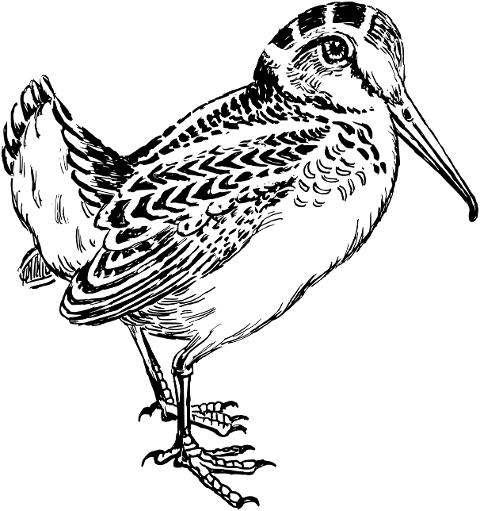 bird-woodcock-ornithology-line-art-8043686