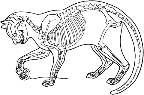 cat-animal-bones-skeleton-line-art-7337041
