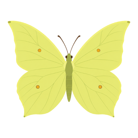 butterfly-brimstone-yellow-wings-10365926