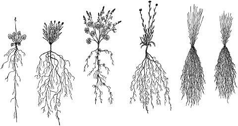 plants-roots-line-art-botany-flora-6088467