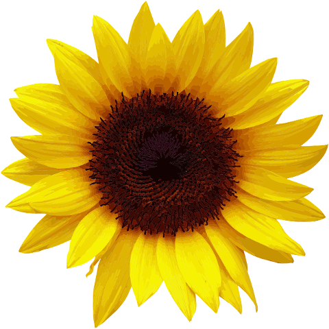 flower-sunflower-summer-bloom-7135969