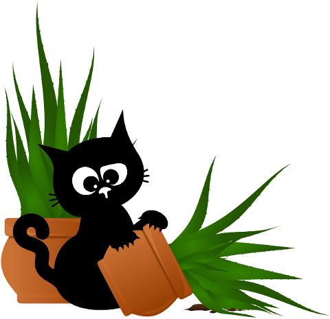 cat-black-cat-aloe-vera-plant-8657923