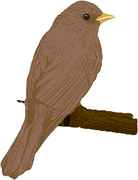 bird-animal-branch-brown-bird-7210259