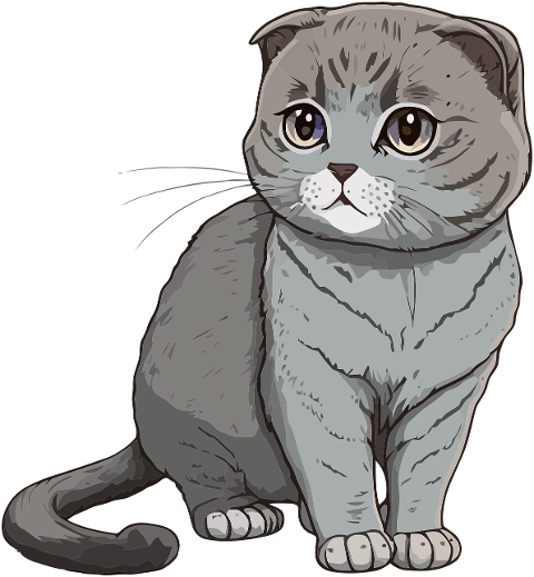 cat-kitten-kitty-pet-scottish-fold-7758384