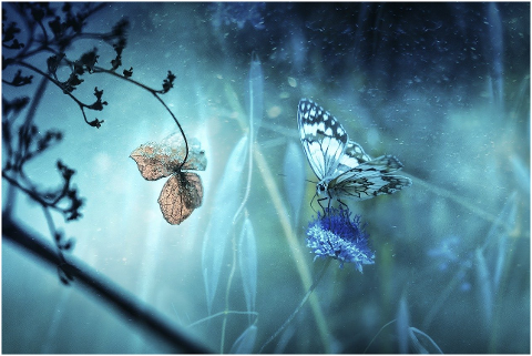 fantasy-nature-butterfly-blue-6062819