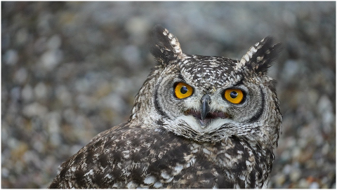 owl-bird-eagle-owl-eyes-portrait-6310304