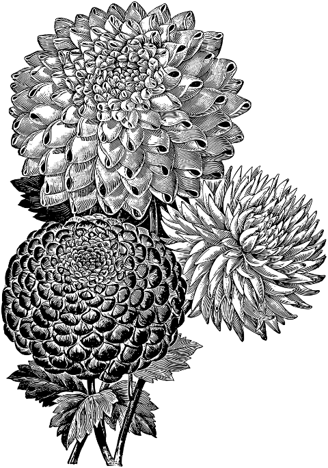 dahlia-flower-line-art-decoration-7305414