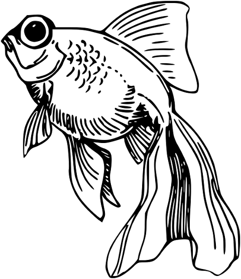fish-animal-line-art-goldfish-6736825