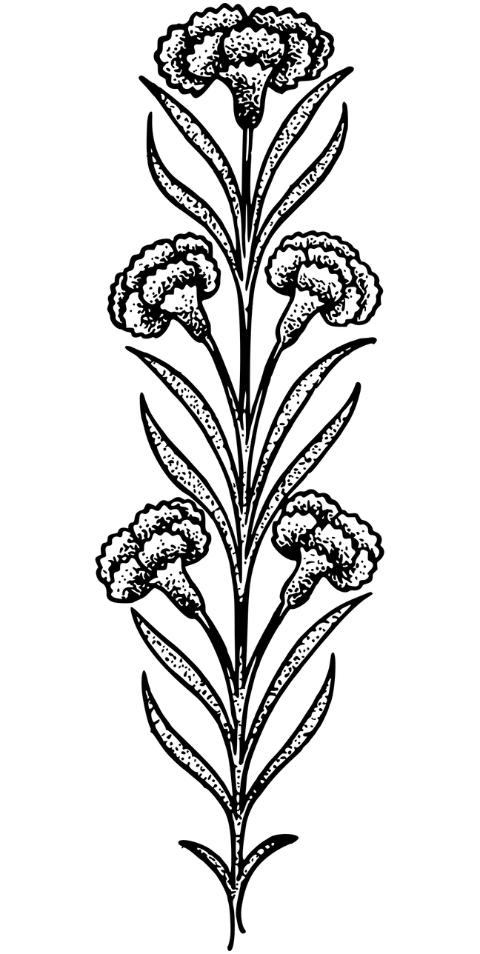 flower-flourish-art-nouveau-plant-7460057