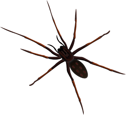 spider-insect-entomology-arachnid-7133295