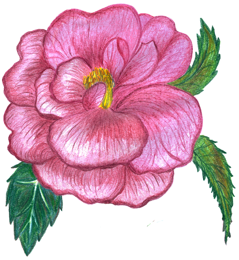 rose-flower-watercolor-8485986