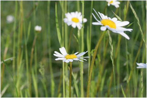 flower-meadow-daisies-wildflowers-6309427