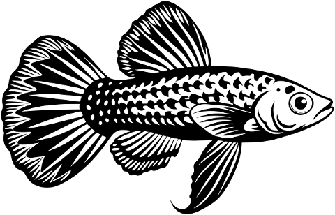guppy-fish-animal-aquatic-marine-8853413