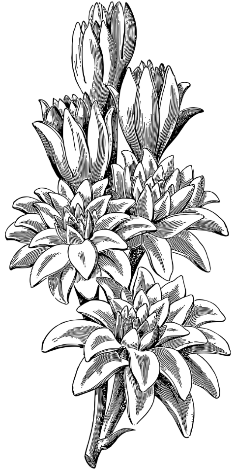 tuberose-flower-line-art-plant-7297625