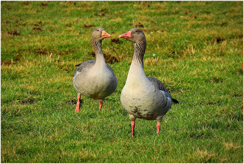 goose-water-bird-waterfowl-animal-6128054