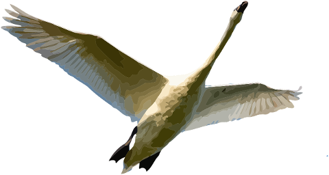 swan-feathers-swan-in-flight-7884500
