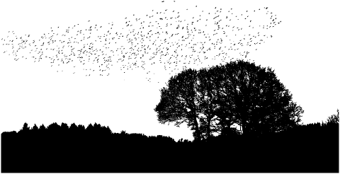 trees-birds-nature-silhouette-7099802