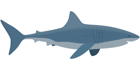 shark-great-white-sea-creature-fish-7871133