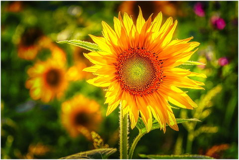 sunflower-flower-plant-petals-6054980